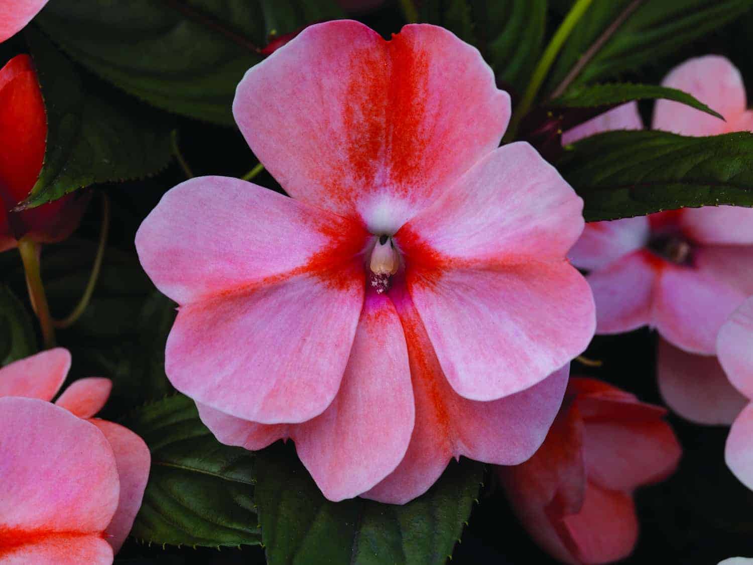 Florific Flower seeds for Planting - Low Maintenance, Heirloom & GMO Free Seeds for Home Garden