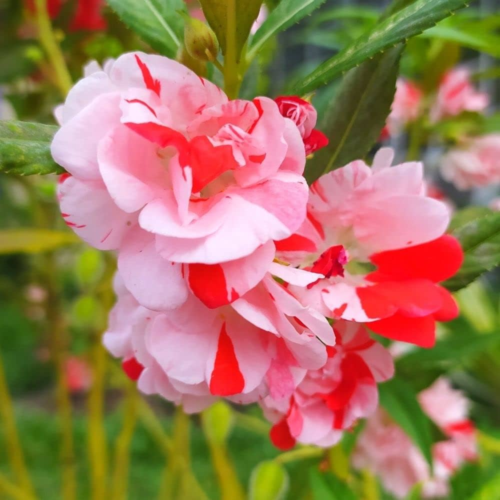 Impatiens Balsamina Seeds for Gardening