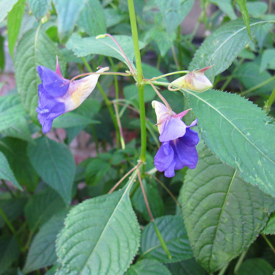 Blue Impatiens Flower seeds for Planting - Sun Loving, Heirloom & GMO Free Seeds for Home Garden
