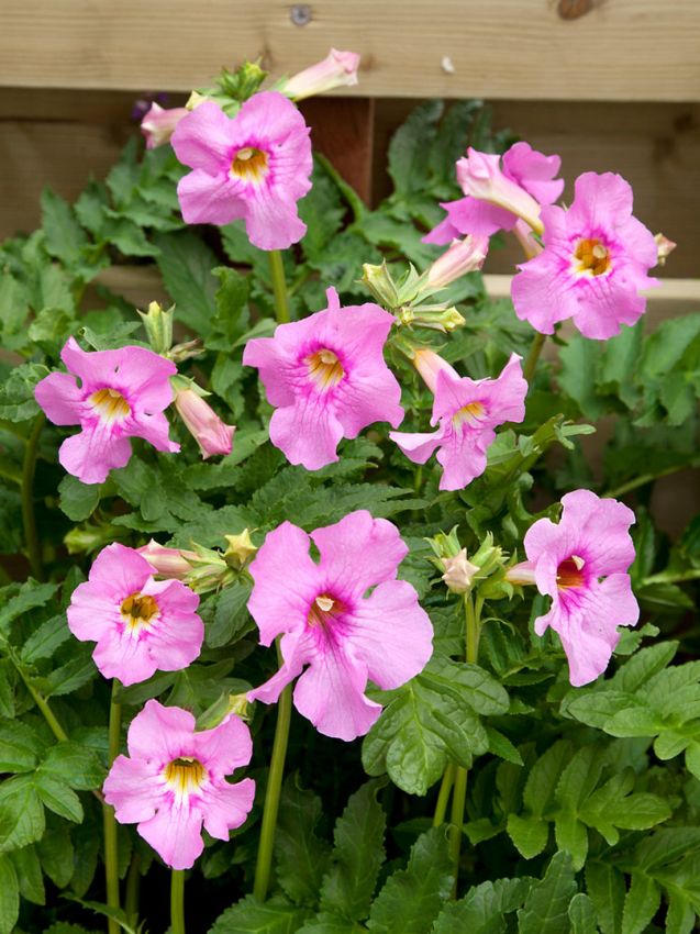 Pink Incarvillea Flower seeds for Planting - Low Maintenance, Heirloom & GMO Free Seeds for Home Garden