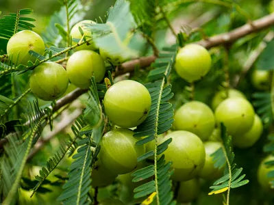 Green Amla Seeds for Planting - Grow Your Own Amla Tree