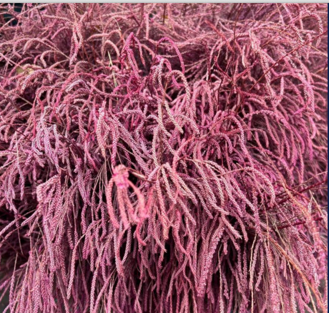 Violet Lepismium Flower seeds for Planting - Hardy Variety, Heirloom & GMO Free Seeds for Home Garden