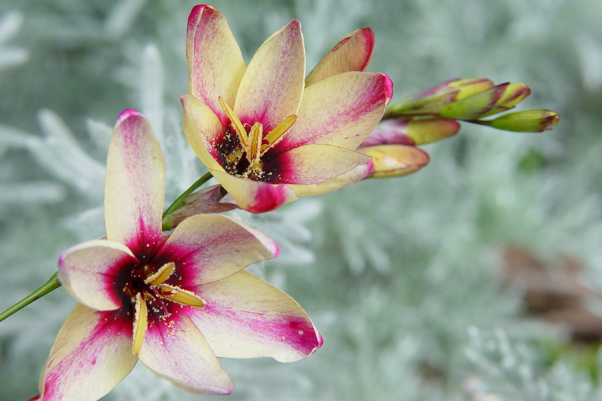 Ixia Flower seeds blooming in flower beds, containers, borders, and pollinator-friendly gardens