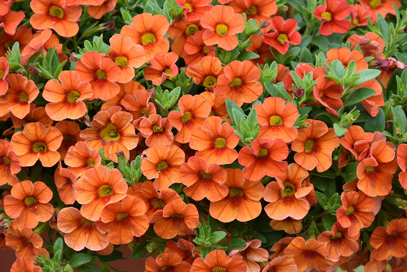 Orange Calibrachoa Flower seeds for Planting - Hardy Variety, Heirloom & GMO Free Seeds for Home Garden