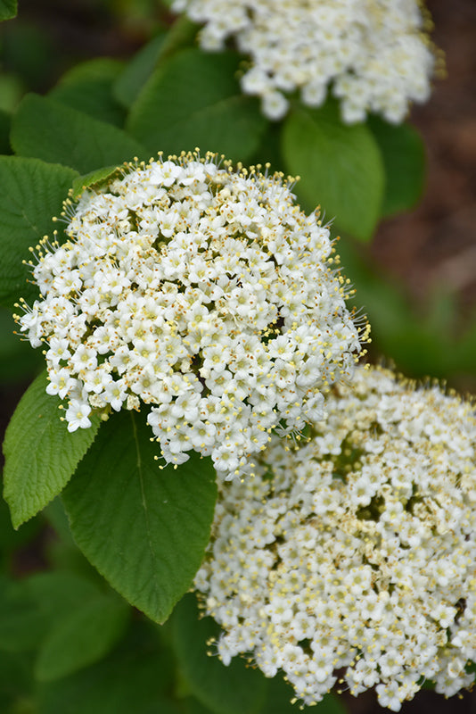 Green Manchurian Flower seeds blooming in flower beds, containers, borders, and pollinator-friendly gardens