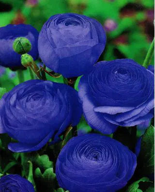 Blue Ranunculus Flower Seeds Flower seeds for Planting Low Maintenance Heirloom & GMO Free Seeds for Home Garden
Sale for planting in home garden