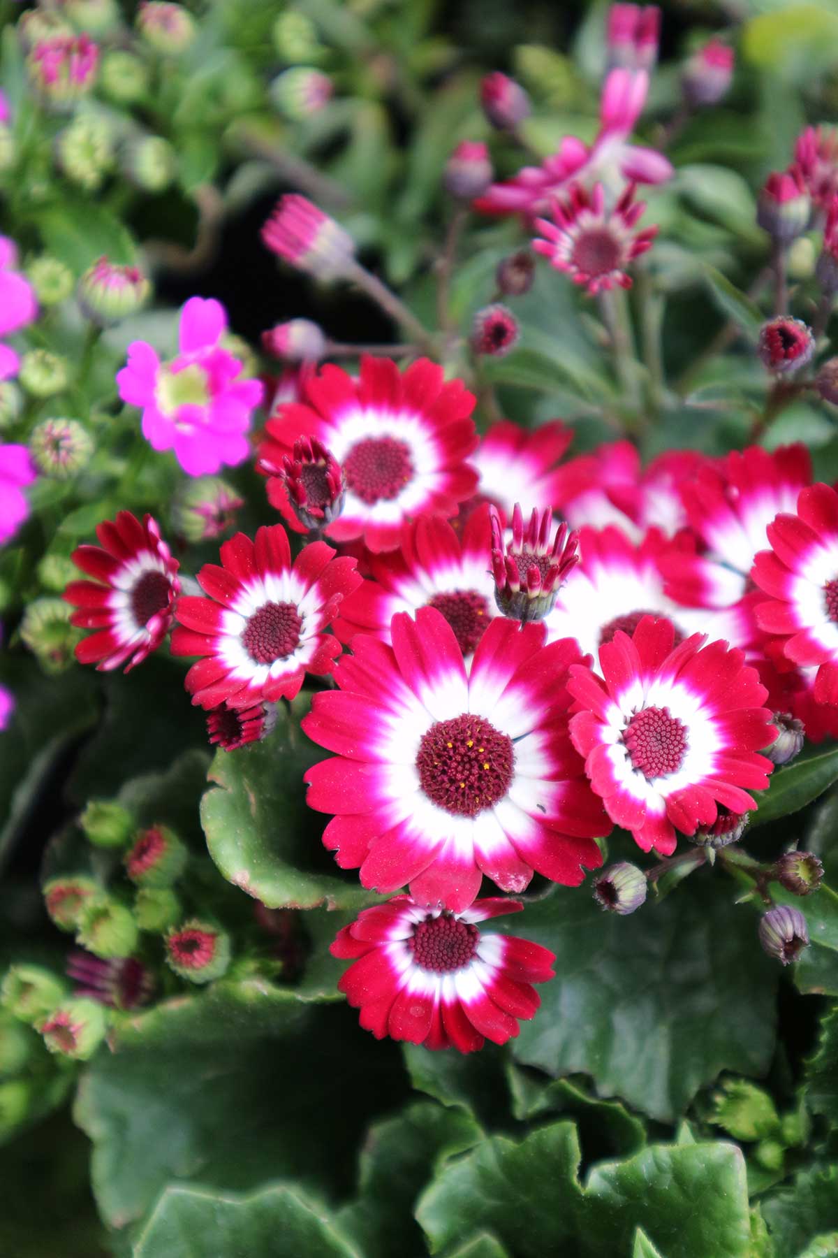 Mix Cineraria Flower seeds for Planting - Drought Tolerant, Heirloom & GMO Free Seeds for Home Garden