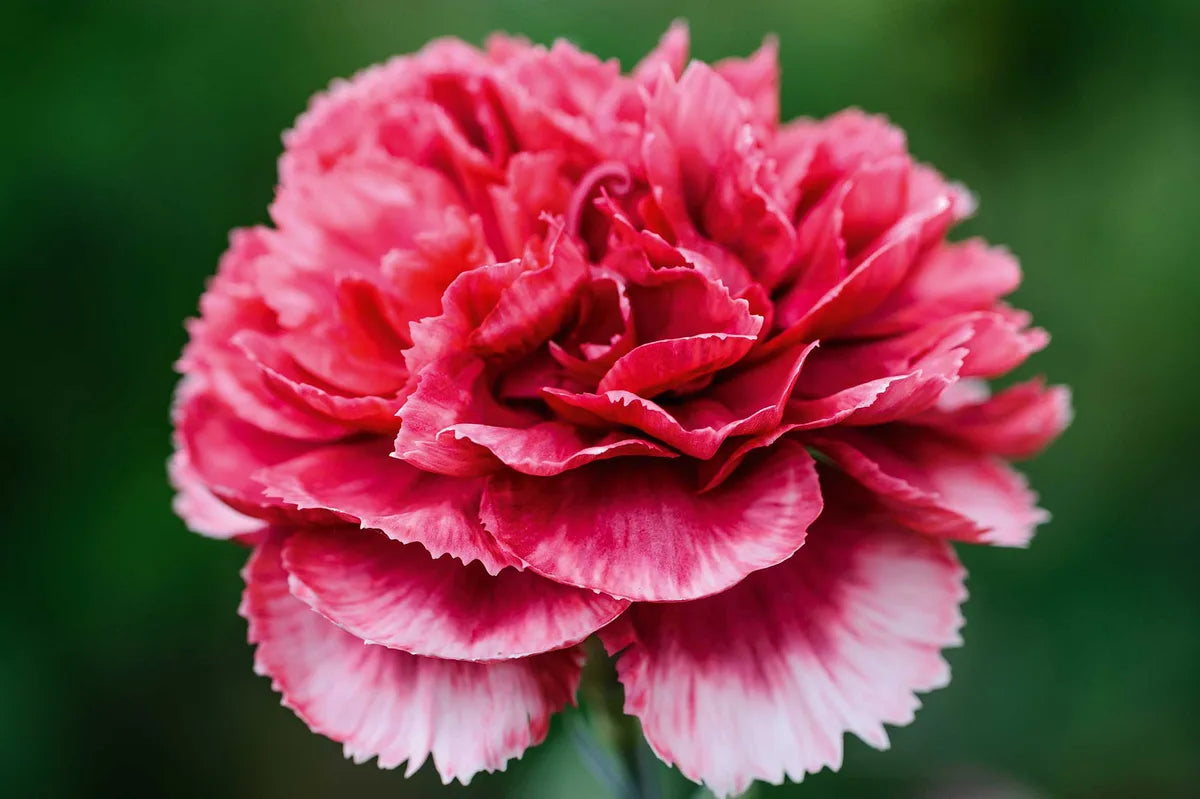 Pink Caryophyllus Flower seeds for Planting - Drought Tolerant, Heirloom & GMO Free Seeds for Home Garden