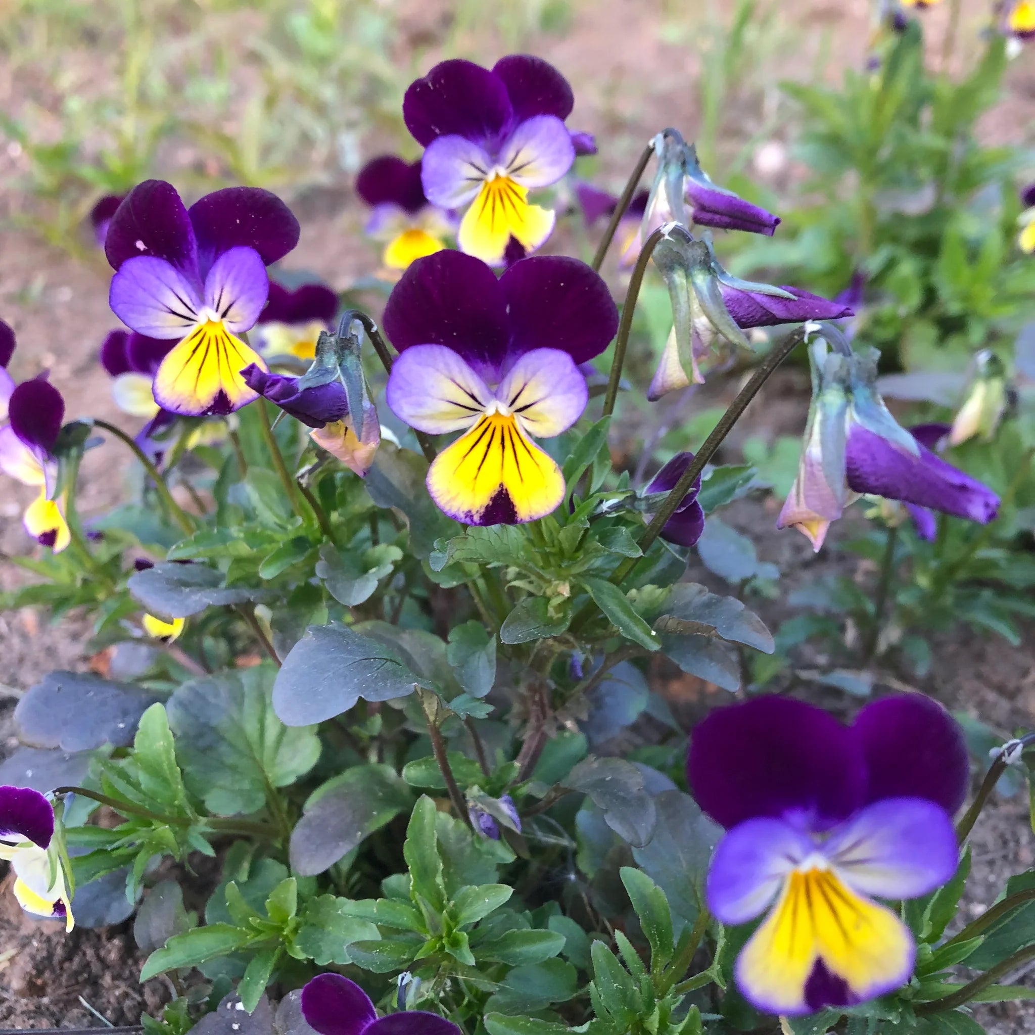 Johnny Jumpup Viola Flower seeds for Planting Colorful Display Heirloom & GMO Free Seeds for Home Garden
Sale