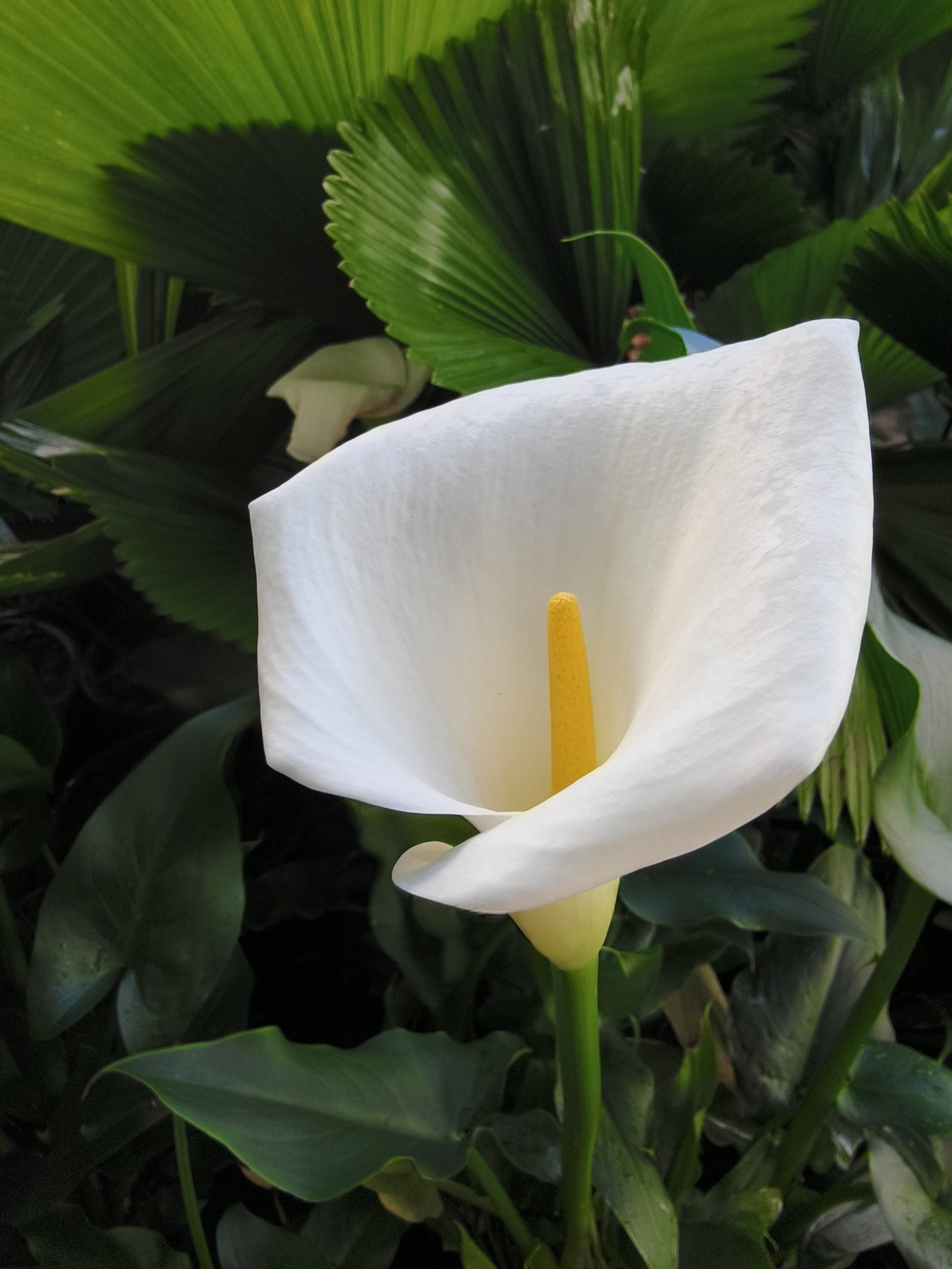 White Araceae Decorative Planting Seeds for your Better Gardening