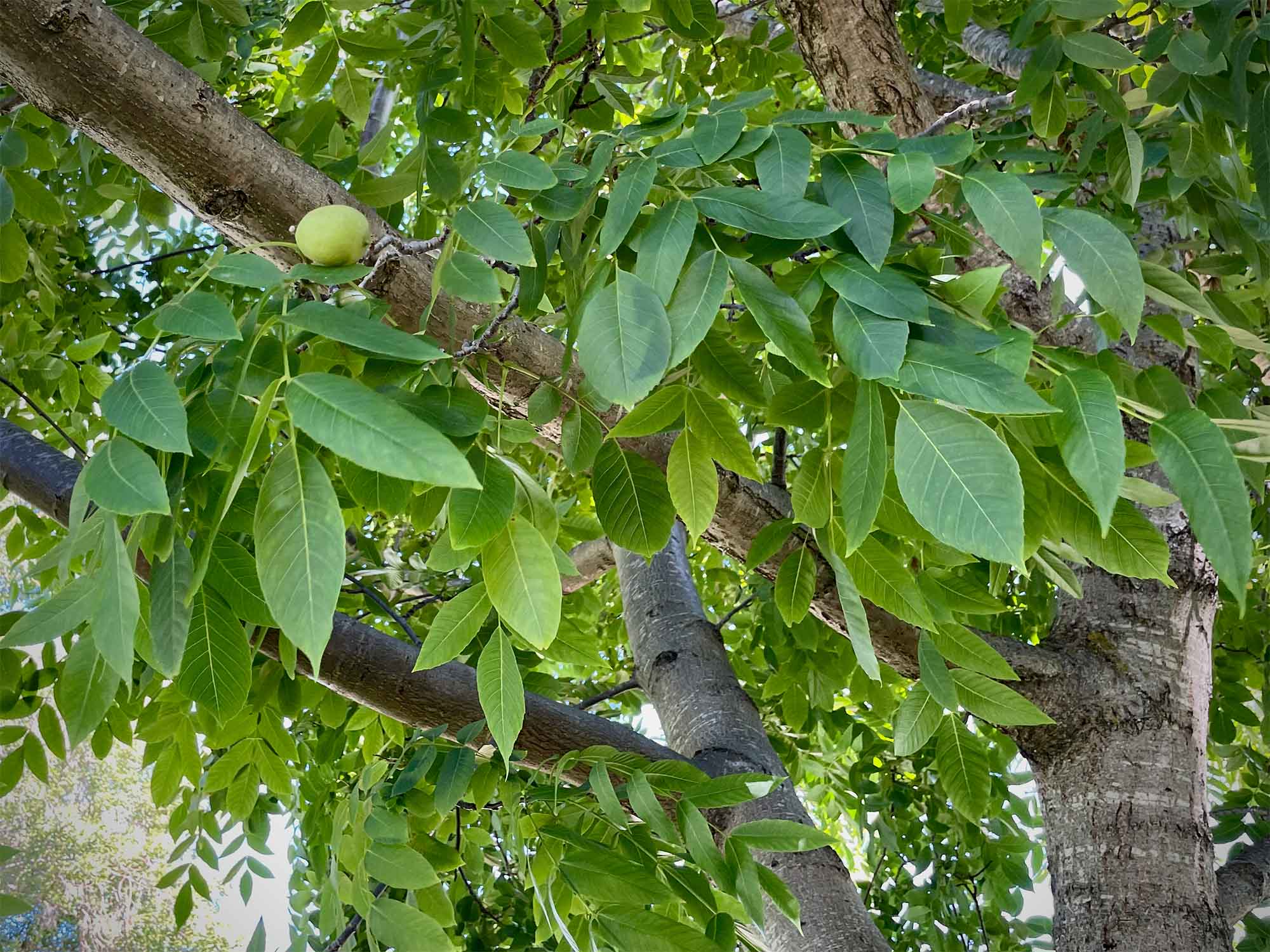 Paradox Walnut Tree Seeds for Planting | Nut & Timber Hybrid