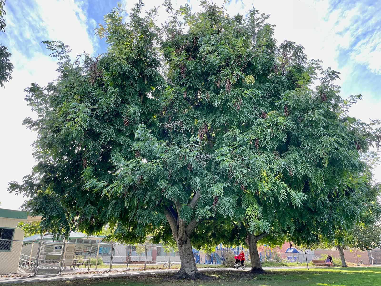 Paradox Walnut Tree Seeds for Planting | Nut & Timber Hybrid