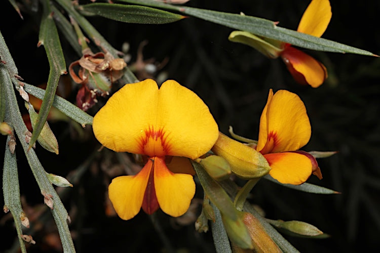 Yellow Cajanus Cajan Flower seeds for Planting - Low Maintenance, Heirloom & GMO Free Seeds for Home Garden Sale