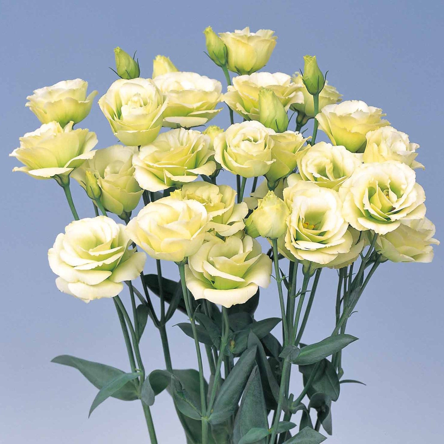 Yellow Lisianthus Flower seeds for Planting - Cottage Garden Essential, Heirloom & GMO Free Seeds for Home Garden