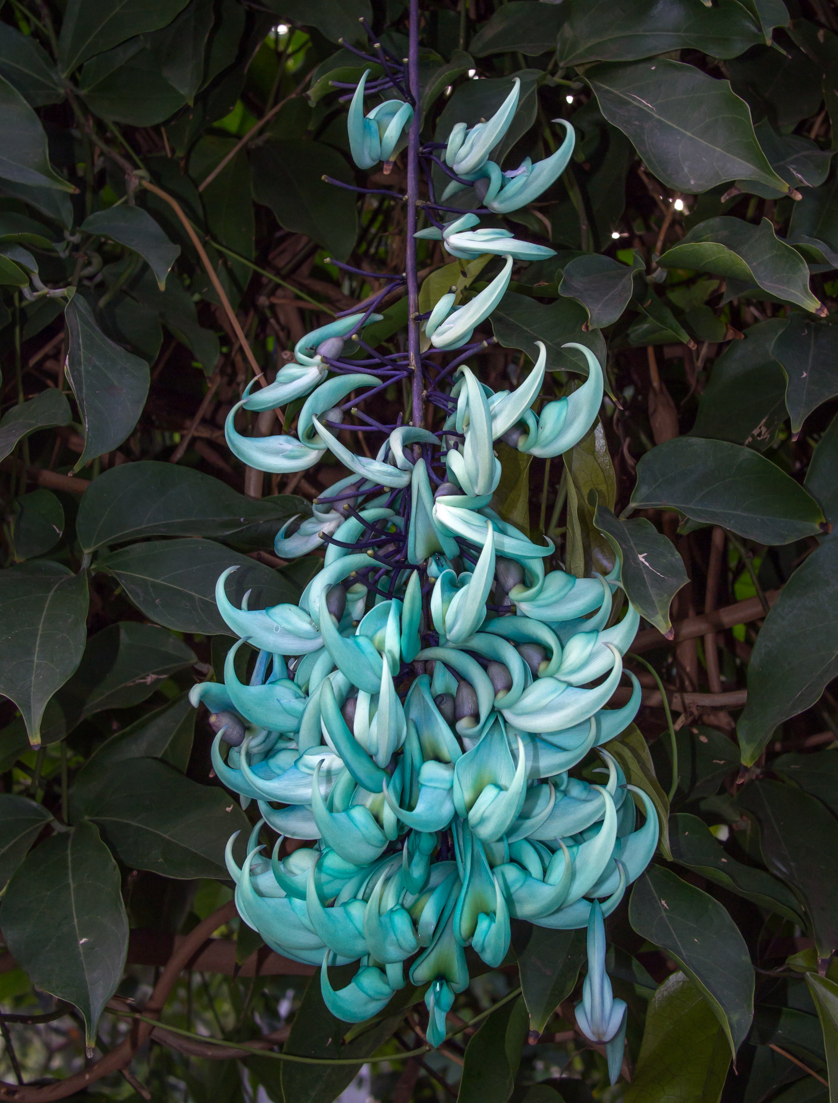 Jadewein Flower seeds for Planting - Cut Flower Favorite, Heirloom & GMO Free Seeds for Home Garden