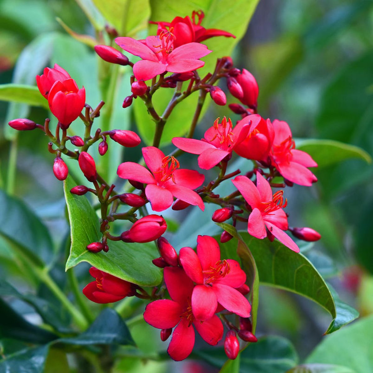 Jatropha Flower seeds blooming in flower beds, containers, borders, and pollinator-friendly gardens