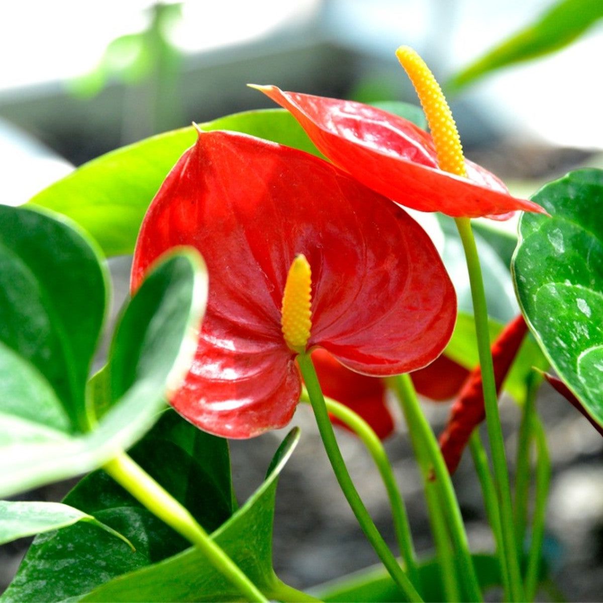 Anthurium Flower seeds for Planting Drought Tolerant Heirloom & GMO Free Seeds for Home Garden