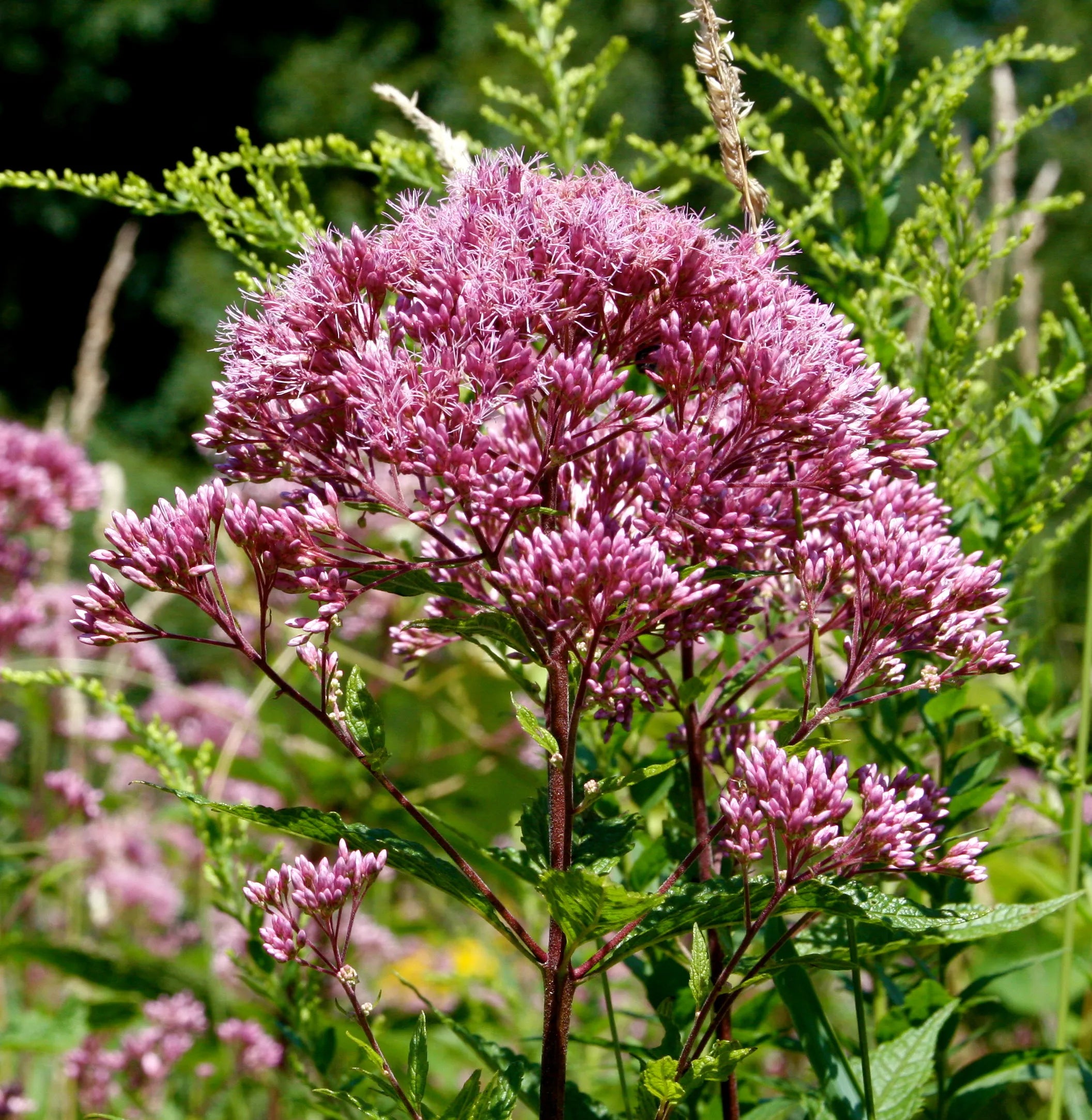 Joe Pye Flower seeds blooming in flower beds, containers, borders, and pollinator-friendly gardens