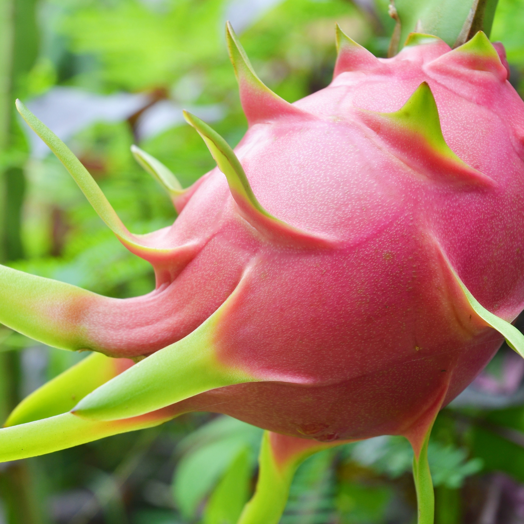 White Dragon Fruit Planting Seeds - Exotic Tropical Fruit Seeds for Home Gardening and Thriving Edible Landscapes