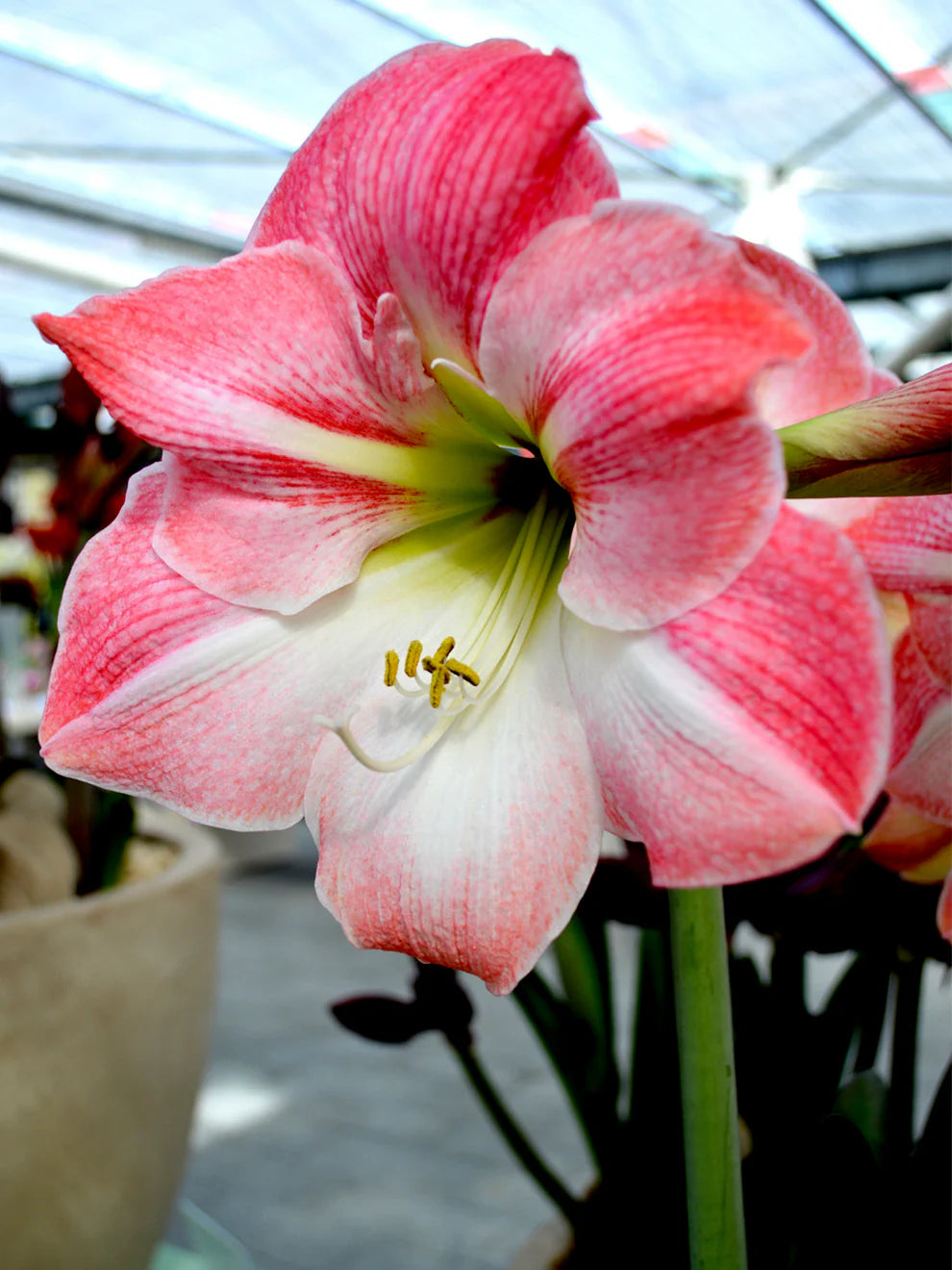 Pink Amaryllis Zwiebeln Flower Seeds - Perfect for Planting in Your Garden