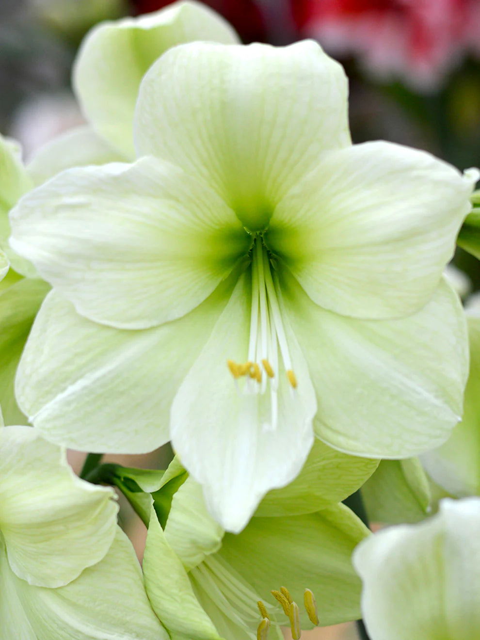 Green Amaryllis Flower Seeds for Planting Perfect for Borders Heirloom & GMO Free Seeds for Home Garden
Sale