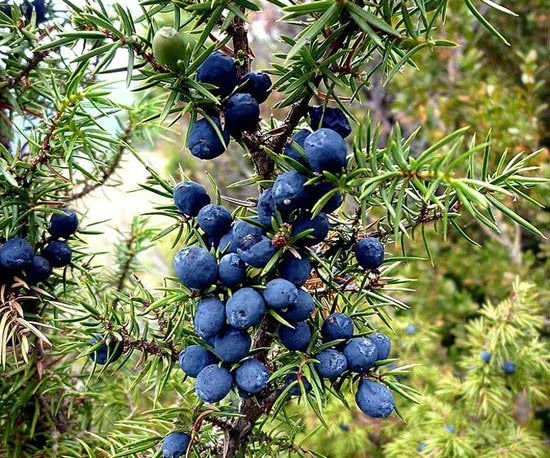 Juniperus Fruit Planting Seeds for Garden - Grow Hardy Evergreen Shrub with Aromatic Berries, Perfect for Spring or Fall Planting