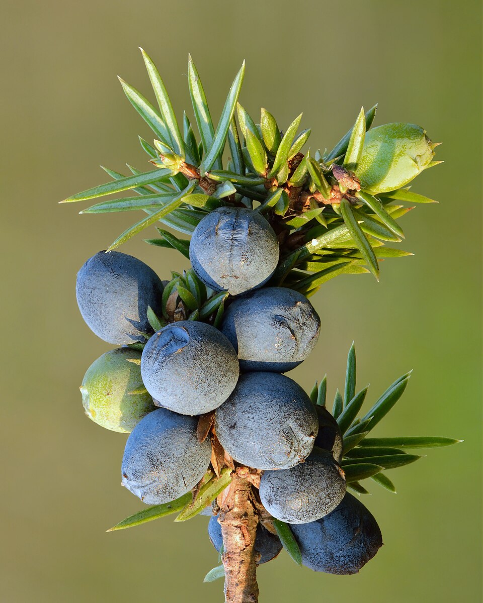 Close-up of black juniper berry seeds for planting seeds | Premium black juniper berry seeds for planting seed packet for planting | Young black juniper berry seeds for planting seedlings growing in containers | Healthy black juniper berry seeds for planting tree growing in home garden | Black Juniper Berry Seeds for Planting for home garden planting