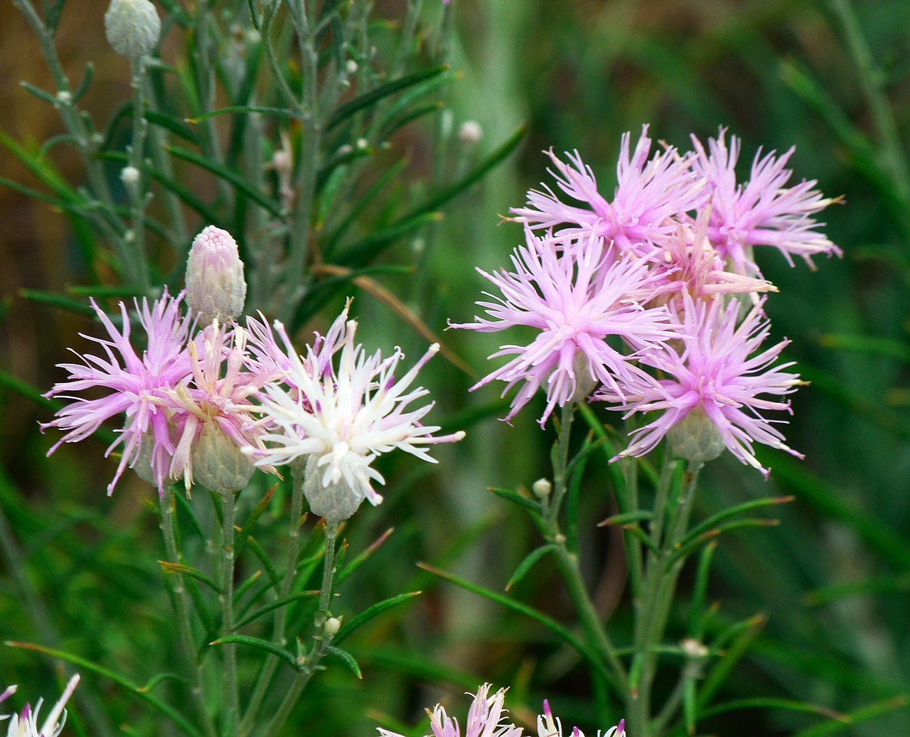 Pink Dianthus Superbus Flower seeds for Planting - Hardy Variety, Heirloom & GMO Free Seeds for Home Garden