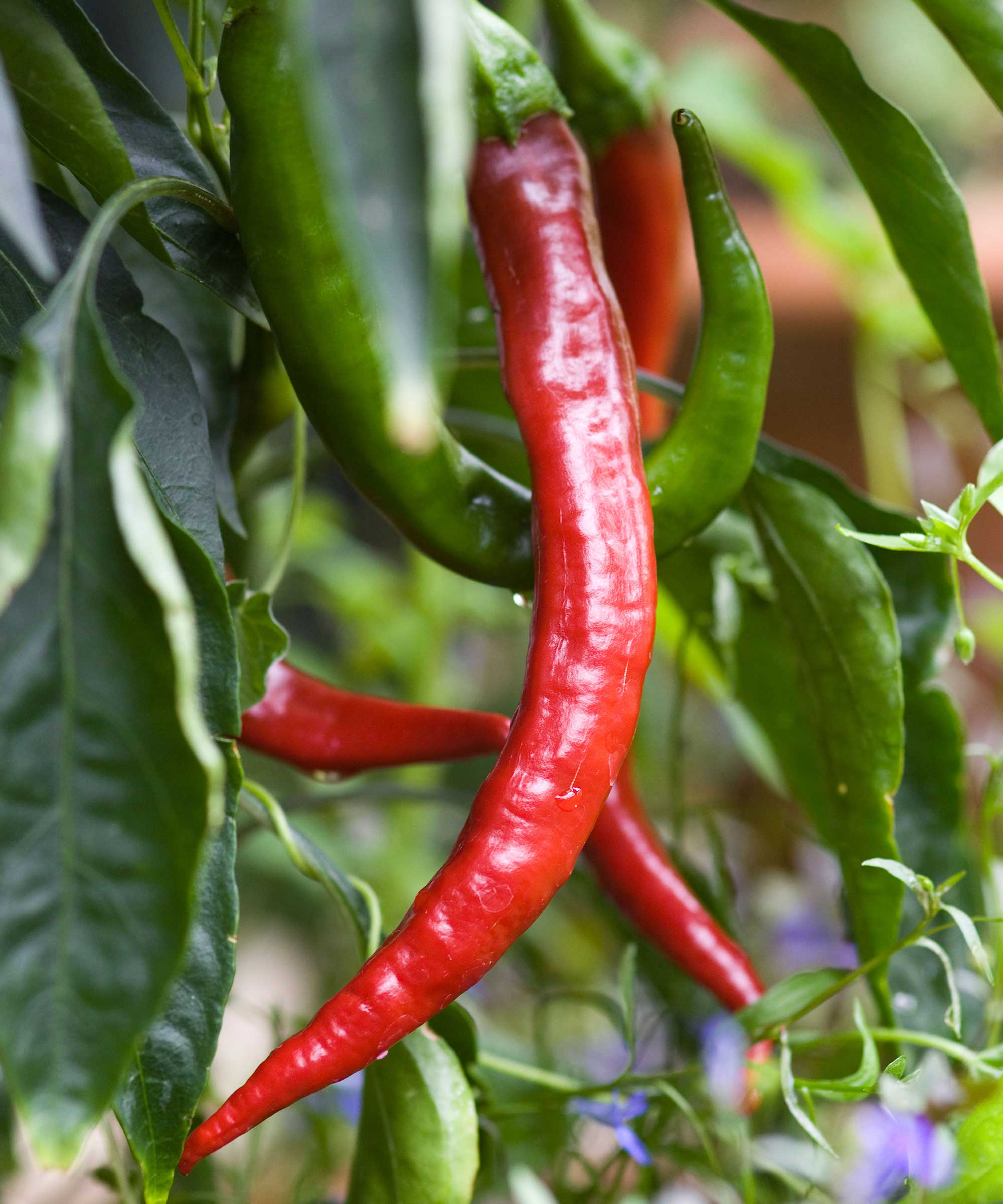 Red and Green Chili Vegetable Planting Seeds