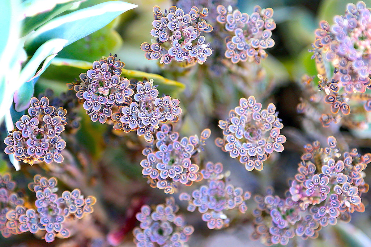 Blue Kalanchoe Flower seeds for Planting - Vibrant Colors, Heirloom & GMO Free Seeds for Home Garden