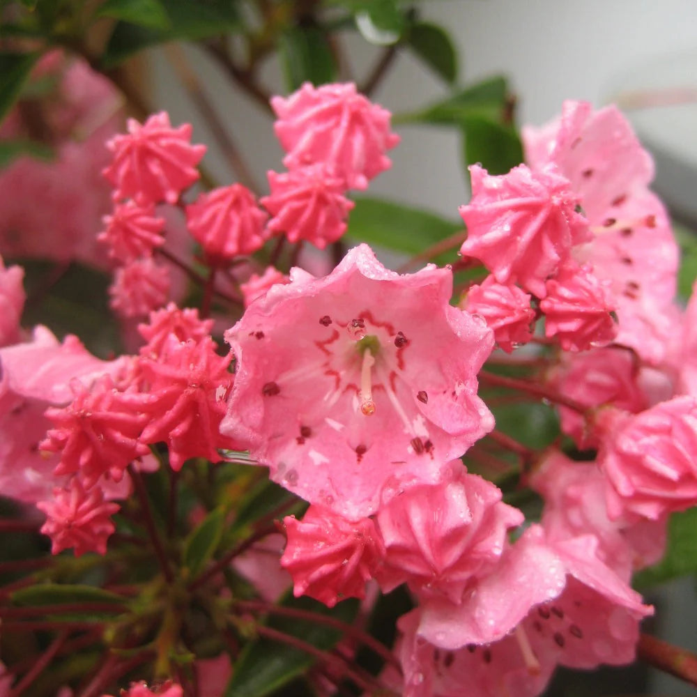 Pink Kalmia Flower seeds for Planting - Premium Quality, Heirloom & GMO Free Seeds for Home Garden