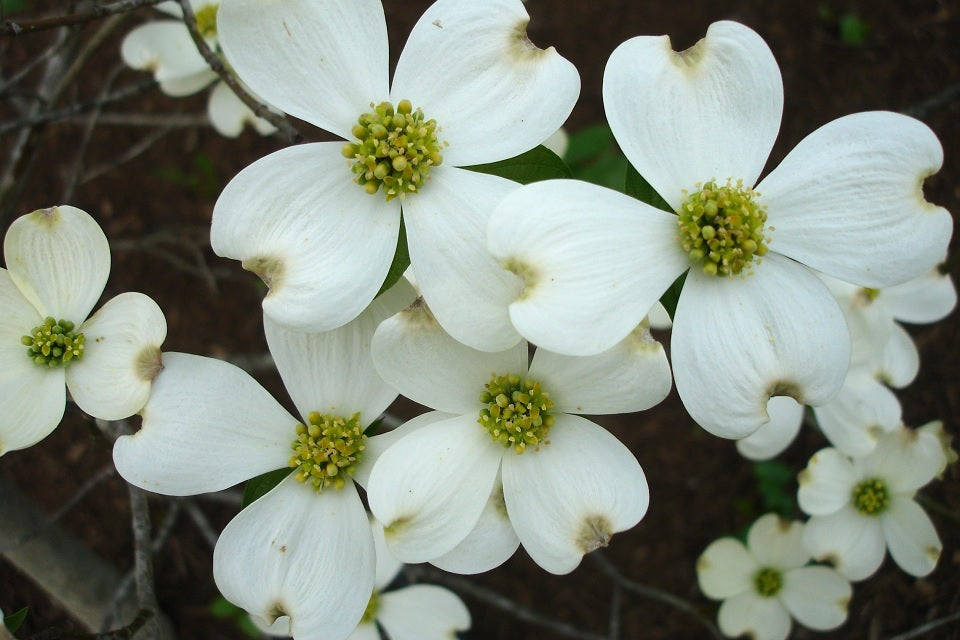 Cornus Flower seeds for Planting - Fragrant Blossoms, Heirloom & GMO Free Seeds for Home Garden
Sale