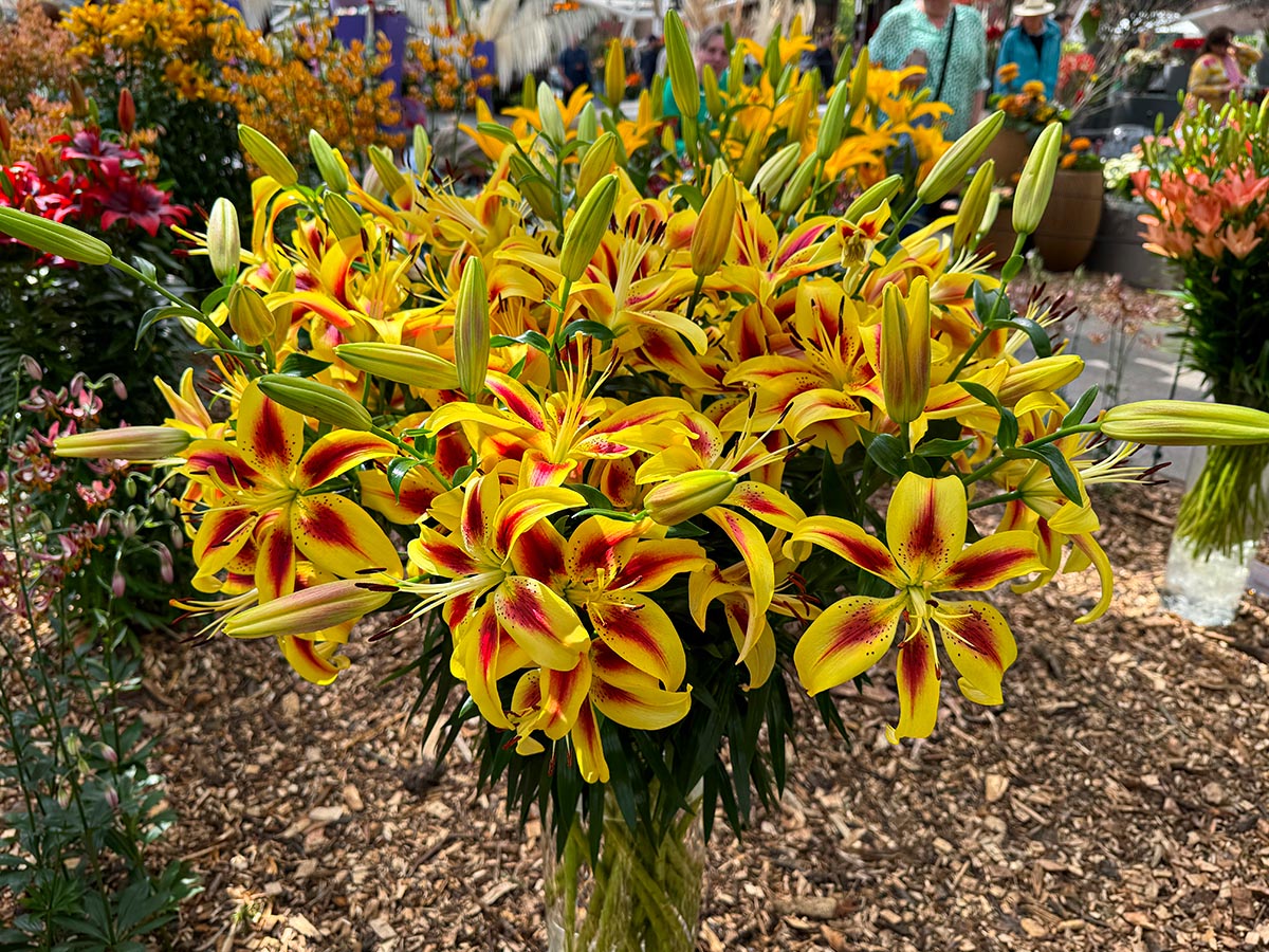 Yellow Red Lilium Flower seeds for Planting - Hardy Variety, Heirloom & GMO Free Seeds for Home Garden