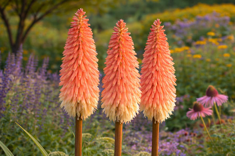 Red Yellow Kniphofia Flower seeds for Planting - Long Bloom Season, Heirloom & GMO Free Seeds for Home Garden