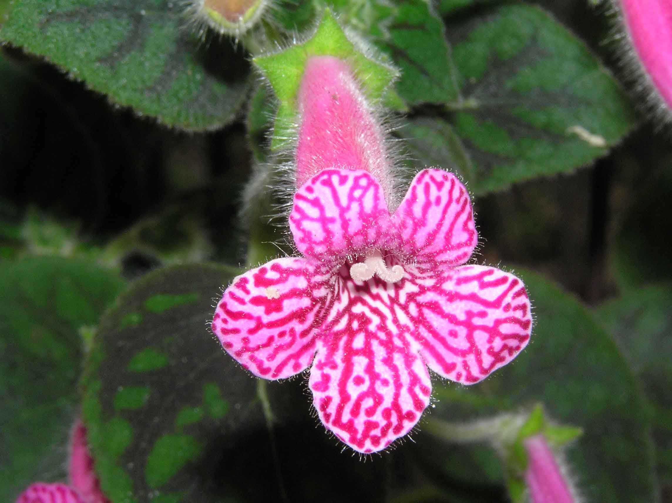 Pink Kohleria Flower seeds blooming in flower beds, containers, borders, and pollinator-friendly gardens