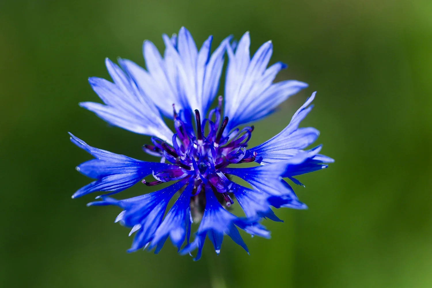 Heirloom CornFlower seeds for Planting Cottage Garden Essential Heirloom & GMO Free Seeds for Home Garden