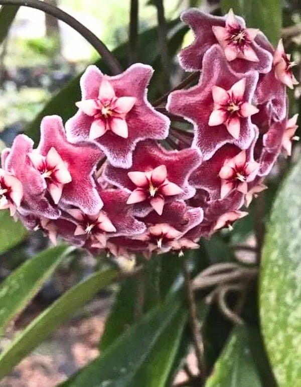 Red Hoya Ball Flower seeds for Planting - Long Bloom Season, Heirloom & GMO Free Seeds for Home Garden