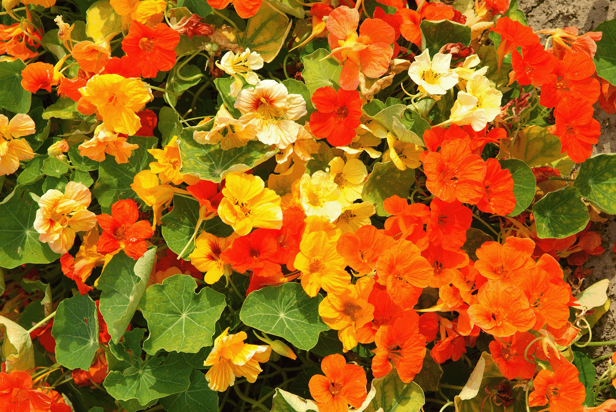 Kapuzinerkresse Flower seeds blooming in flower beds, containers, borders, and pollinator-friendly gardens
