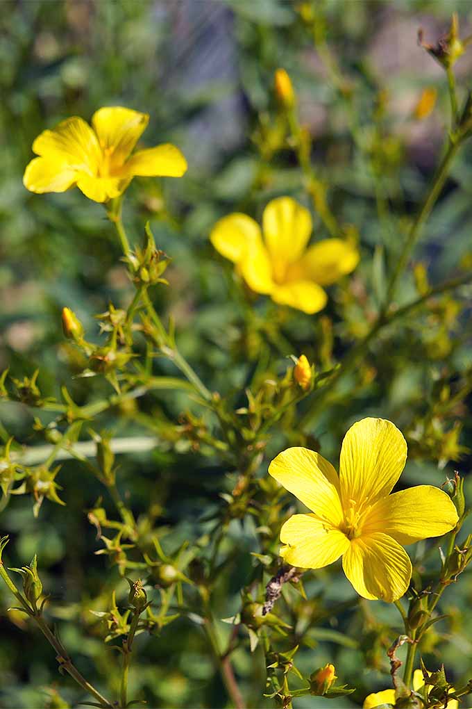 Yellow Flax Hybrid Flower seeds for Planting - Premium Quality, Heirloom & GMO Free Seeds for Home Garden