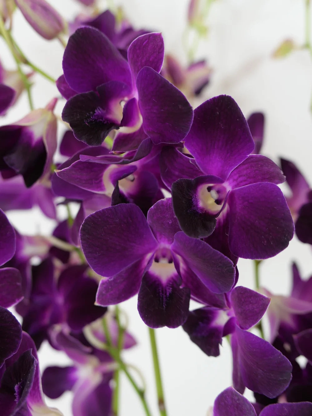 Dark Purple Dendrobium Flower seeds for Planting - Easy to Grow, Heirloom & GMO Free Seeds for Home Garden
Sale