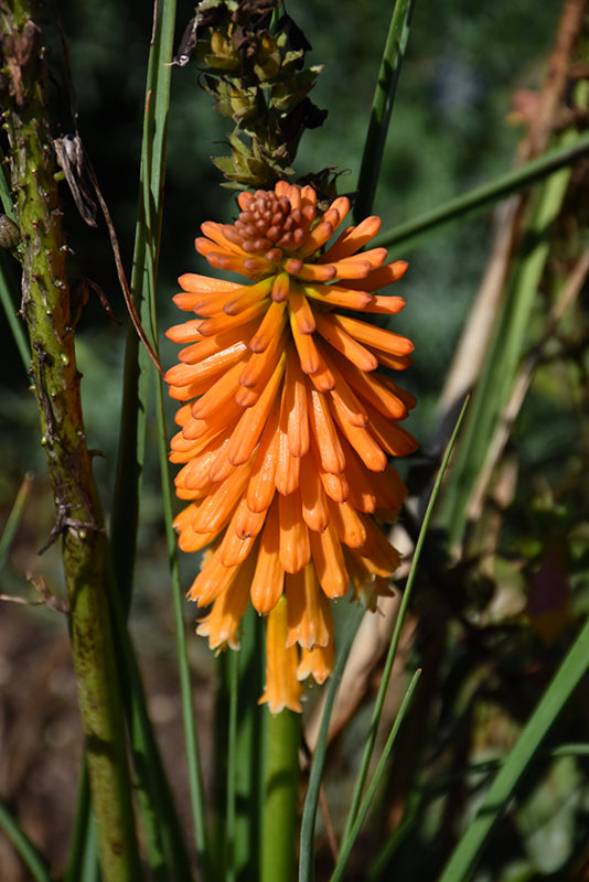 Orange Kniphofia Planting Seeds Vibrant Perennial Flowers for Your Garden
