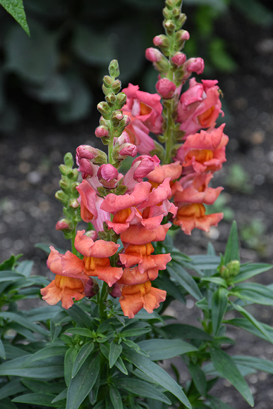 Orange Snapdragon Flower seeds for Planting - Pollinator Friendly, Heirloom & GMO Free Seeds for Home Garden