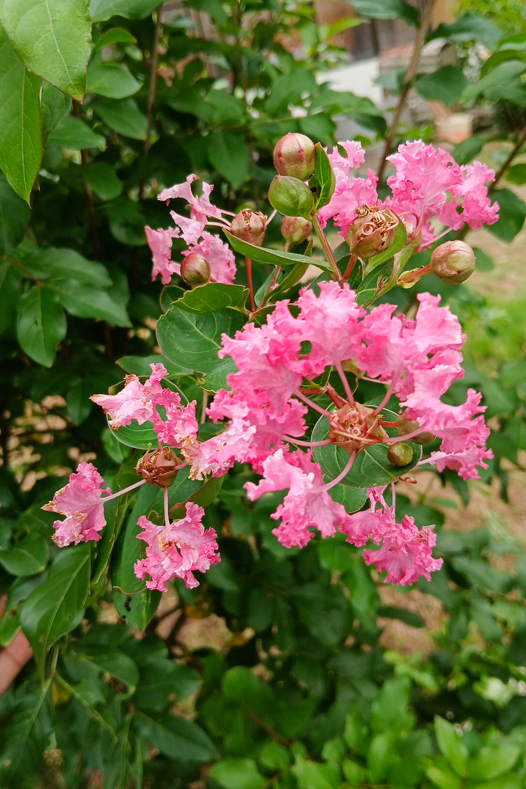Myrtle Pink Flower Seeds for Planting Vibrant Blooms for Your Garden - Evergrowseeds
