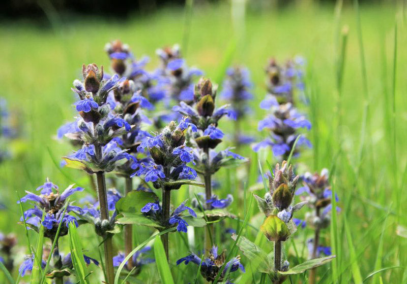 Bugle Flower seeds for Planting - Hardy Variety, Heirloom & GMO Free Seeds for Home Garden