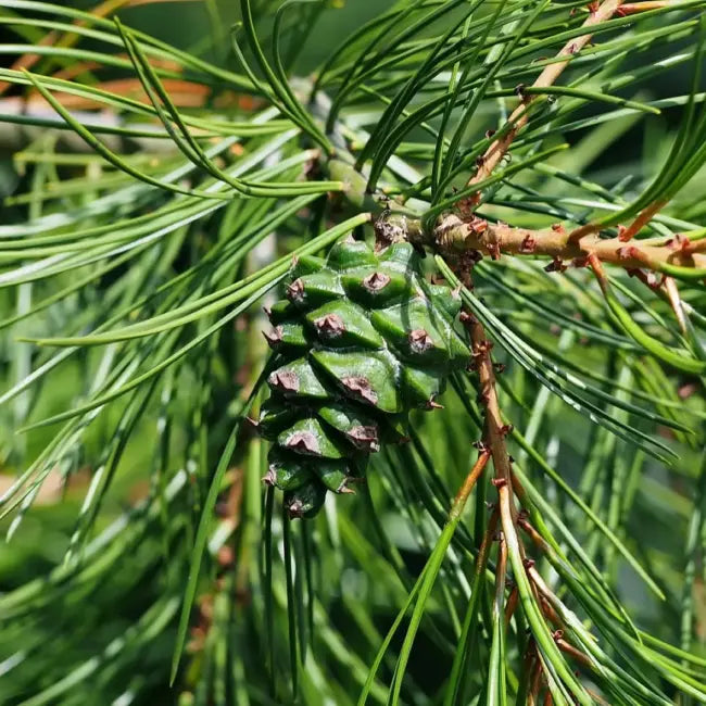 Bungeana Pine Planting Seeds for Gardening
