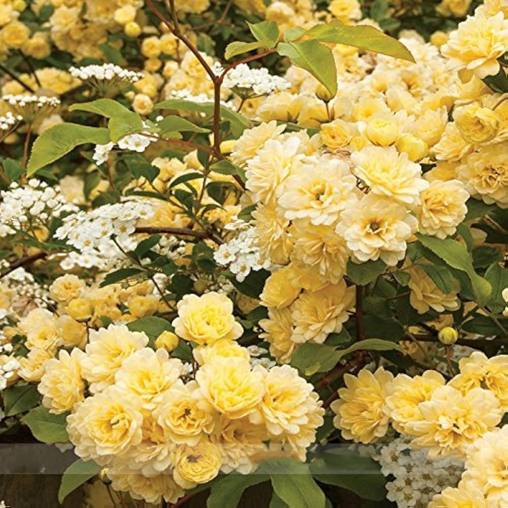 Non-GMO Lady Banks rose seeds