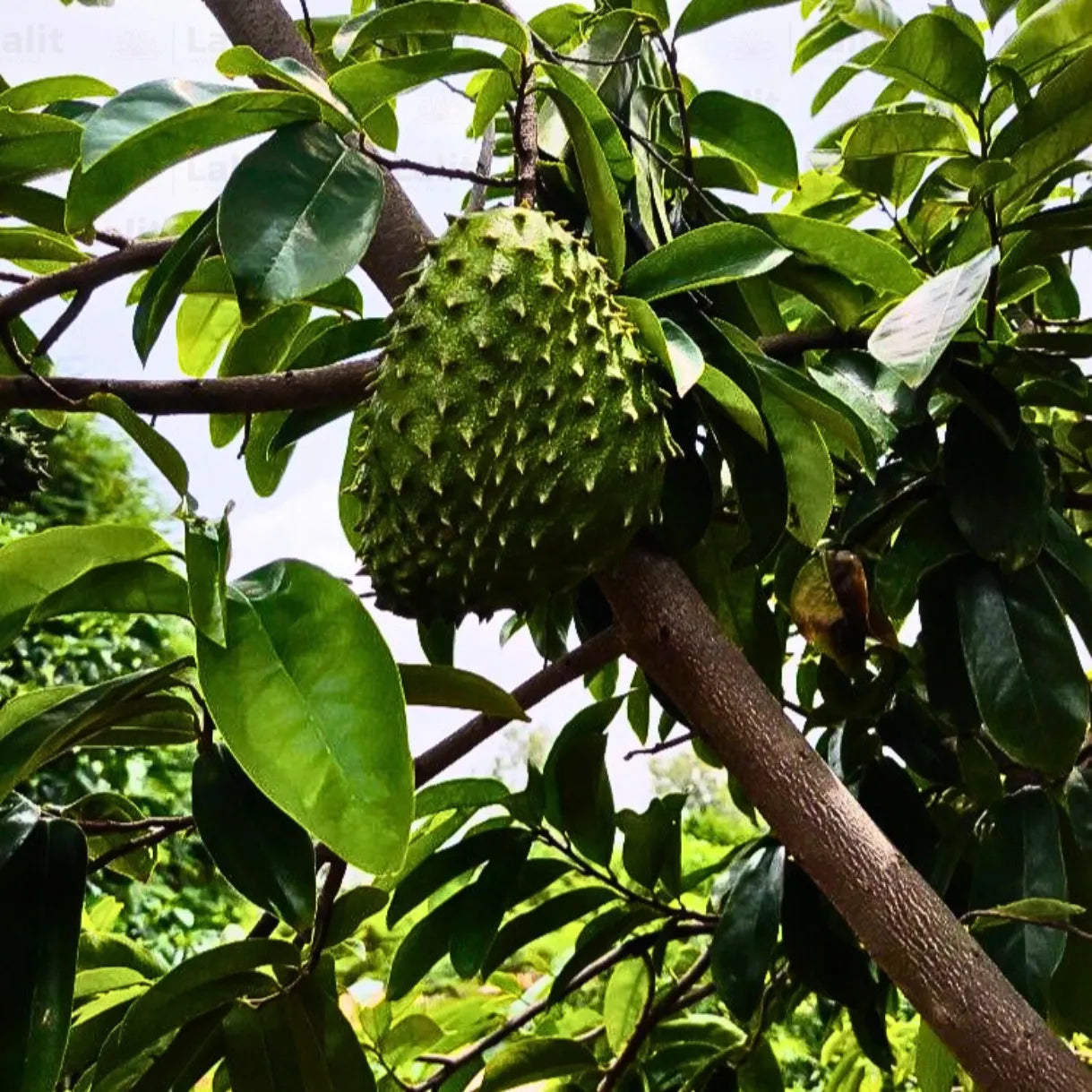 Giant Soursop Planting Seeds for Growing Exotic Fruit - Premium Quality, Easy to Grow