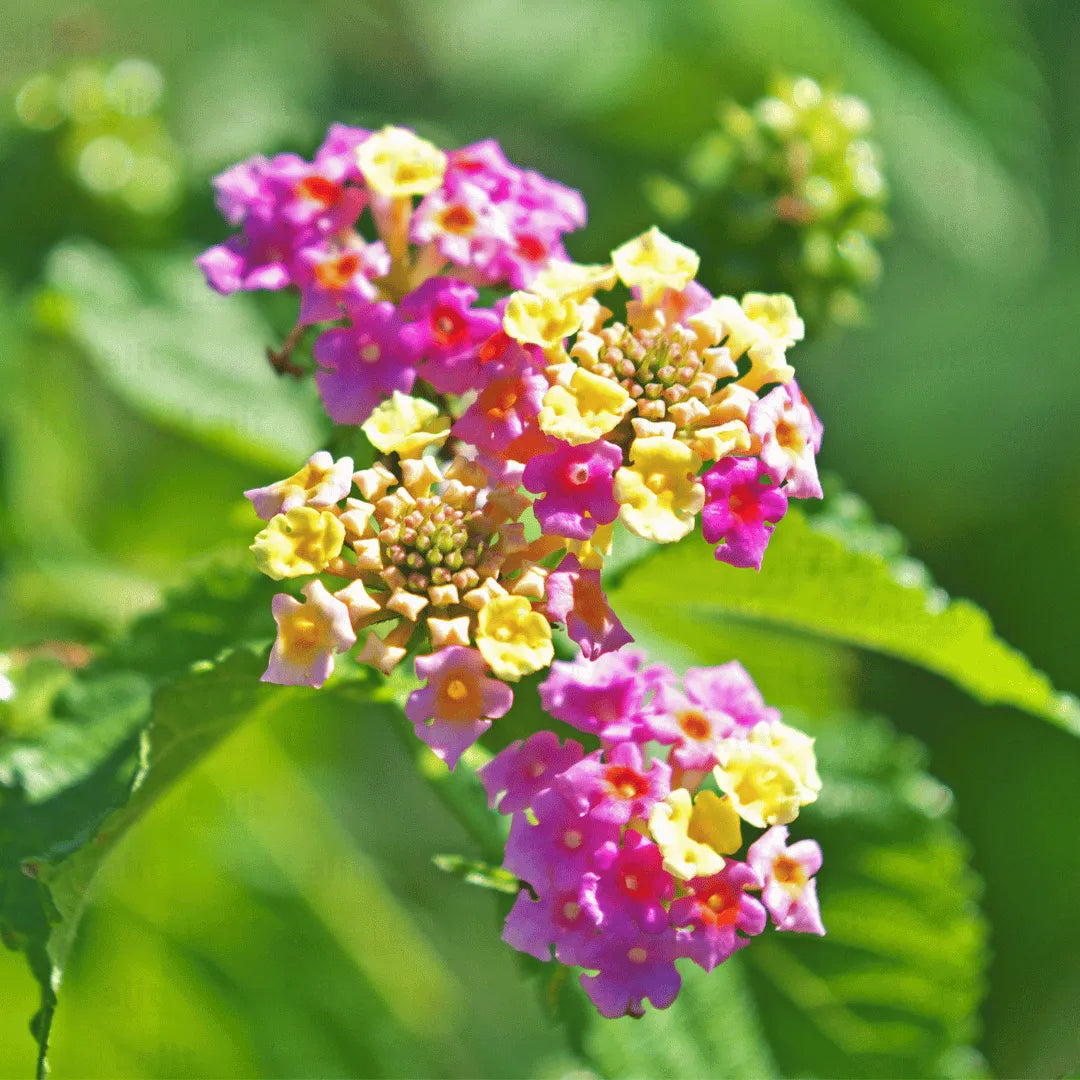 Lantana Flower seeds blooming in flower beds, containers, borders, and pollinator-friendly gardens