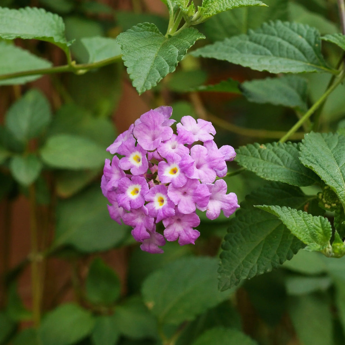 Purple Lantana Flower seeds for Planting Hardy Variety Heirloom & GMO Free Seeds for Home Garden
Sale for planting in home garden