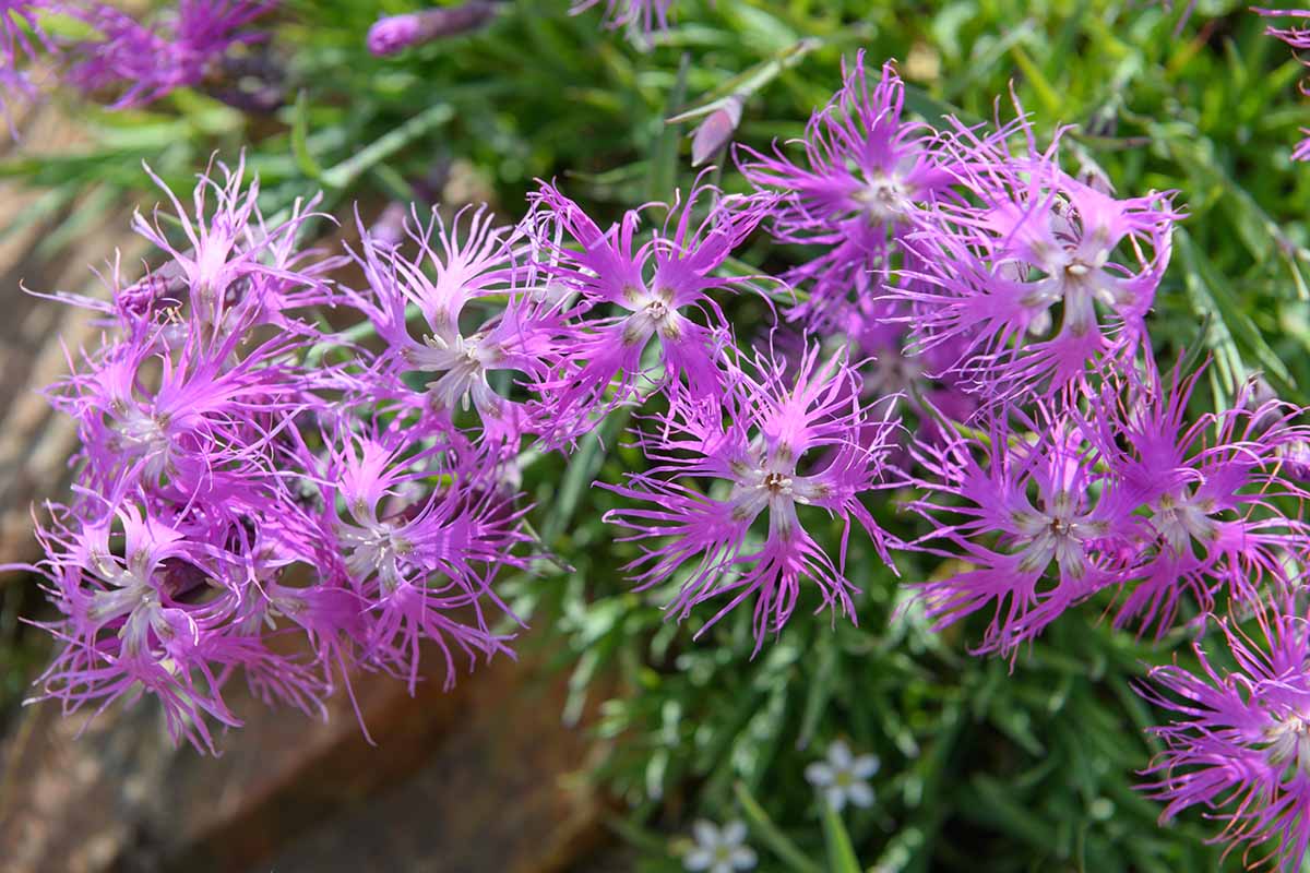 Pink Dianthus Superbus Flower seeds blooming in flower beds, containers, borders, and pollinator-friendly gardens